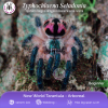 TARANTULA